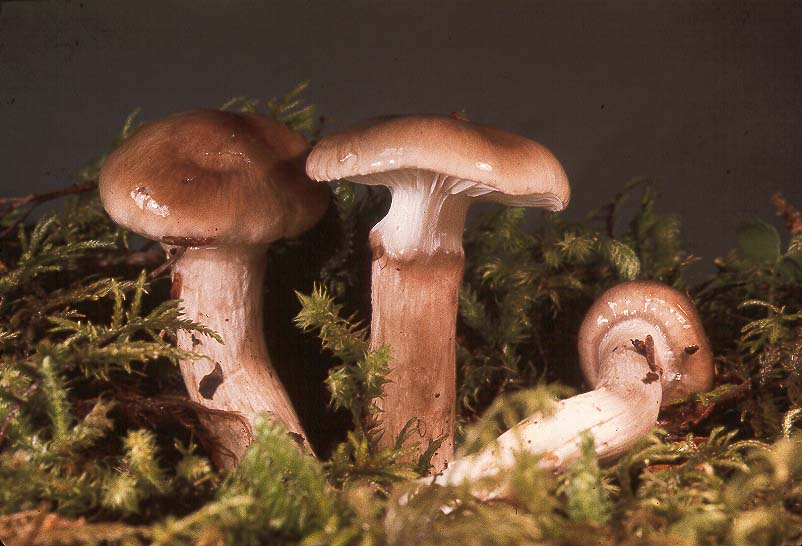 Hygrophorus olivaceoalbus